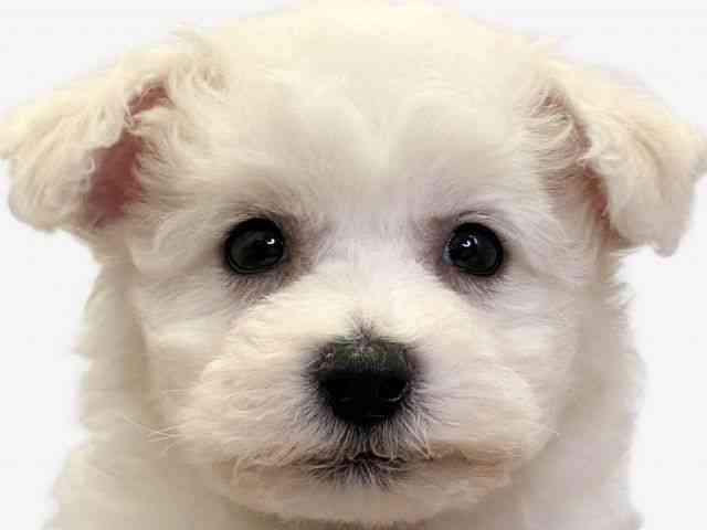 愛媛県のビションフリーゼ (ひごペットフレンドリーエミフルMASAKI店/2025年9月24日生まれ/女の子/ホワイト)の子犬の1枚目の画像