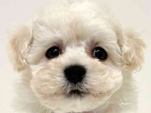 大阪府のビションフリーゼ (ひごペットフレンドリーイオン高槻店/2025年9月24日生まれ/男の子/ホワイト)の子犬