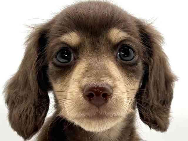 大阪府のミニチュアダックスフンド(ロング) (ひごペットフレンドリーイオンそよら海老江店/2025年9月23日生まれ/男の子/チョコレートイエロー)の子犬