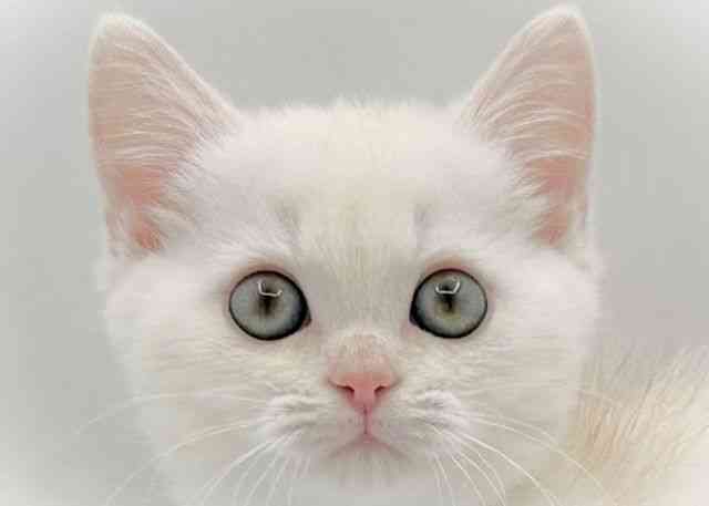 島根県のミヌエット (ひごペットフレンドリーイオン松江ショッピングセンター店/2025年9月24日生まれ/男の子/レッドホワイト)の子猫の1枚目の画像