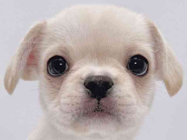 大阪府のハーフ犬・ミックス犬 (ひごペットフレンドリーイズミヤショッピングセンター千里丘店/2025年9月22日生まれ/女の子/クリーム)の子犬