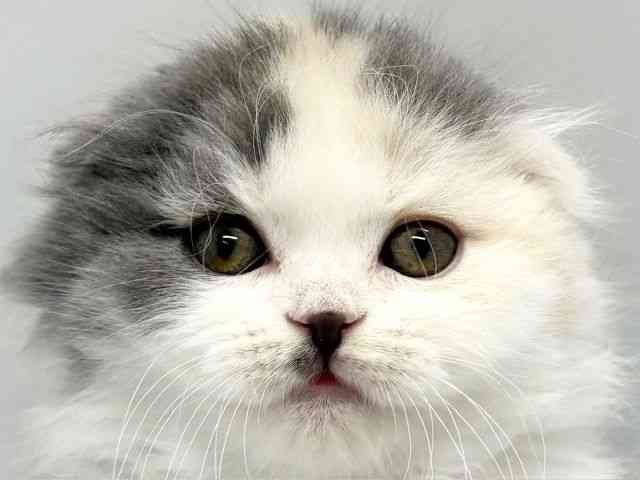 京都府のスコティッシュフォールド (ひごペットフレンドリー京都店/2025年9月24日生まれ/女の子/ブルーパッチドタビ－＆ホワイト)の子猫の1枚目の画像