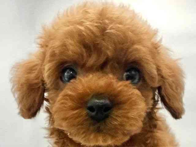 大阪府のトイプードル(トイ) (ひごペットフレンドリー東淀川店/2025年9月24日生まれ/男の子/レッド)の子犬の1枚目の画像