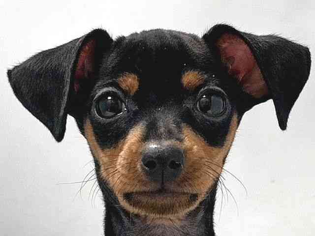 大阪府のミニチュアピンシャー (ひごペットフレンドリー堺プラットプラット店/2025年9月24日生まれ/男の子/ブラックタン)の子犬の1枚目の画像