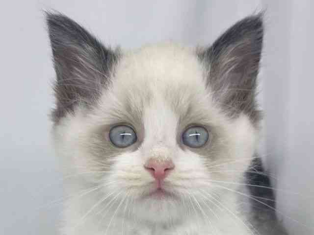 兵庫県のラグドール (ひごペットフレンドリーイオンタウン加古川店/2025年9月23日生まれ/男の子/シールポイントバイカラー)の子猫の1枚目の画像