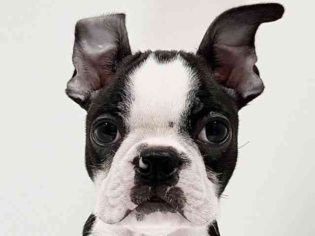 奈良県のボストンテリア (ひごペットフレンドリーイオンモール橿原ウエスト・ビレッジ店/2025年9月23日生まれ/男の子/ボストンカラー)の子犬の1枚目の画像