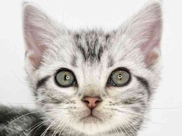 大阪府のアメリカンショートヘアー (ひごペットフレンドリーいこらもーる泉佐野店/2025年9月25日生まれ/女の子/シルバークラシックタビー)の子猫