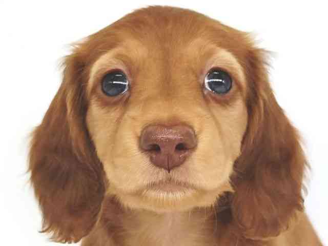 大阪府のミニチュアダックスフンド(ロング) (ひごペットフレンドリー泉ヶ丘店/2025年9月24日生まれ/女の子/レッド)の子犬の1枚目の画像