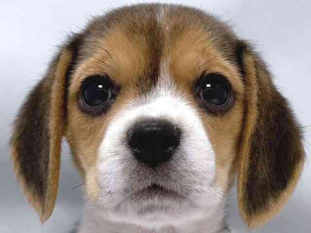 大阪府のビーグル (ひごペットフレンドリー堺プラットプラット店/2025年9月23日生まれ/女の子/ブラックホワイトタン)の子犬の1枚目の画像