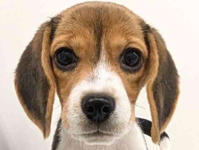 福岡県のビーグル (ひごペットフレンドリーリバーウォーク北九州店/2025年9月23日生まれ/女の子/ブラックホワイトタン)の子犬の1枚目の画像