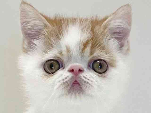 兵庫県のエキゾチック (ひごペットフレンドリーイトーヨーカドー明石店/2025年9月20日生まれ/男の子/ホワイトレッドタビー)の子猫の1枚目の画像