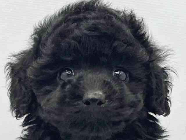 広島県のトイプードル(トイ) (ひごペットフレンドリーフジグラン神辺店/2025年9月25日生まれ/女の子/ブラック)の子犬の1枚目の画像