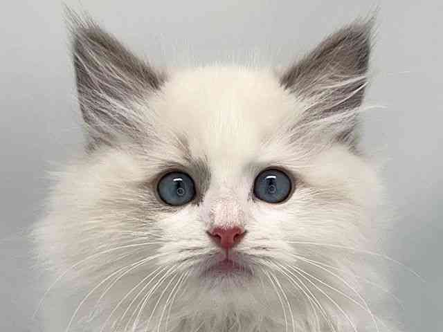 京都府のラグドール (ひごペットフレンドリー洛北阪急スクエア店/2025年9月18日生まれ/男の子/ブルーポイントバイカラー)の子猫の1枚目の画像