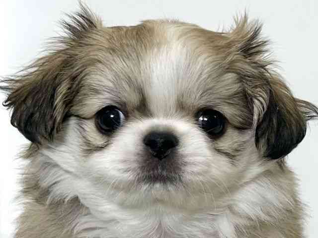 大阪府のチワペキ/ペキチー/ペキチワ(チワワ×ペキニーズ) (ひごペットフレンドリーアクロスプラザ住之江店/2025年9月25日生まれ/男の子/パーティーカラー)の子犬の1枚目の画像