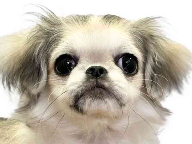 愛媛県のチワペキ/ペキチー/ペキチワ(チワワ×ペキニーズ) (ひごペットフレンドリーエミフルMASAKI店/2025年9月25日生まれ/女の子/パーティーカラー)の子犬の1枚目の画像