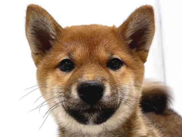 奈良県の柴犬(標準サイズ) (ひごペットフレンドリー奈良パワーシティ店/2025年9月27日生まれ/女の子/赤)の子犬の1枚目の画像