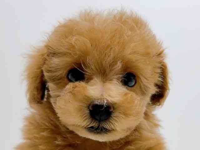 広島県のトイプードル(トイ) (ひごペットフレンドリーフジグラン神辺店/2025年9月26日生まれ/女の子/レッド)の子犬の1枚目の画像