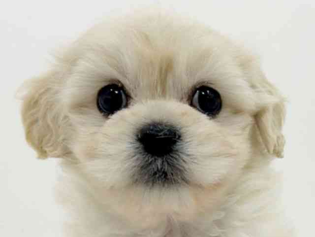 広島県のペキプー(ペキニーズ×プードル) (ひごペットフレンドリーフジグラン神辺店/2025年9月27日生まれ/女の子/ホワイト)の子犬の1枚目の画像