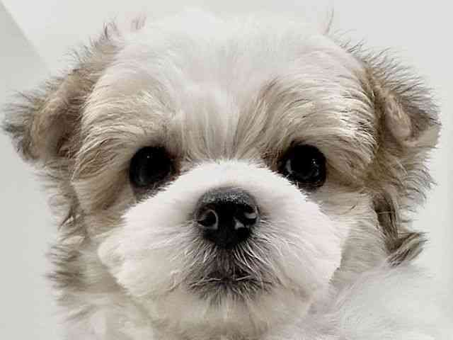 奈良県のチワマル/マルチワ(チワワ×マルチーズ) (ひごペットフレンドリーイオンモール橿原ウエスト・ビレッジ店/2025年9月25日生まれ/男の子/パーティーカラー)の子犬の1枚目の画像