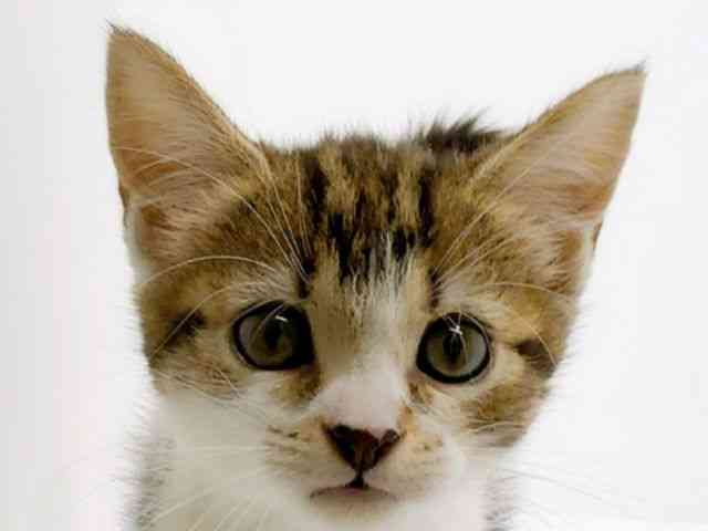 広島県のアメリカンショートヘアー (ひごペットフレンドリーフジグラン神辺店/2025年9月28日生まれ/女の子/ブラウンタビーホワイト)の子猫の1枚目の画像