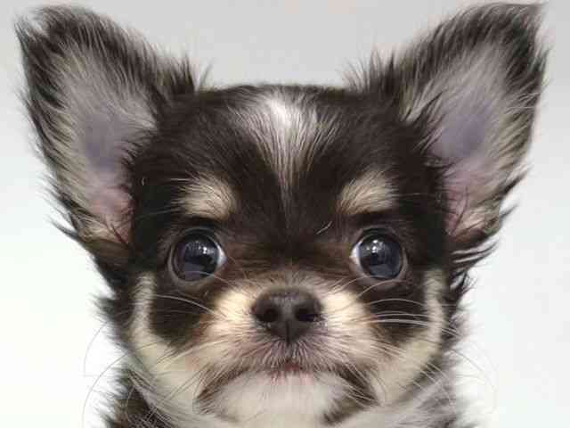 大阪府のチワワ(ロング) (ひごペットフレンドリー岸和田店/2025年9月26日生まれ/女の子/ブラックタンホワイト)の子犬の1枚目の画像