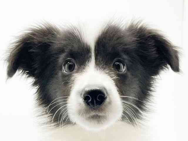 兵庫県のボーダーコリー (ひごペットフレンドリーコロワ甲子園店/2025年9月28日生まれ/女の子/ブラックホワイト)の子犬の1枚目の画像