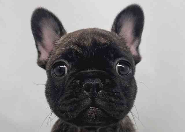 鳥取県のフレンチブルドッグ (ひごペットフレンドリーイオンモール鳥取北店/2025年9月27日生まれ/女の子/タイガーブリンドル)の子犬の1枚目の画像