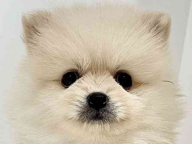 奈良県のポメラニアン (ひごペットフレンドリーイオンモール橿原ウエスト・ビレッジ店/2025年9月26日生まれ/女の子/クリーム)の子犬の1枚目の画像