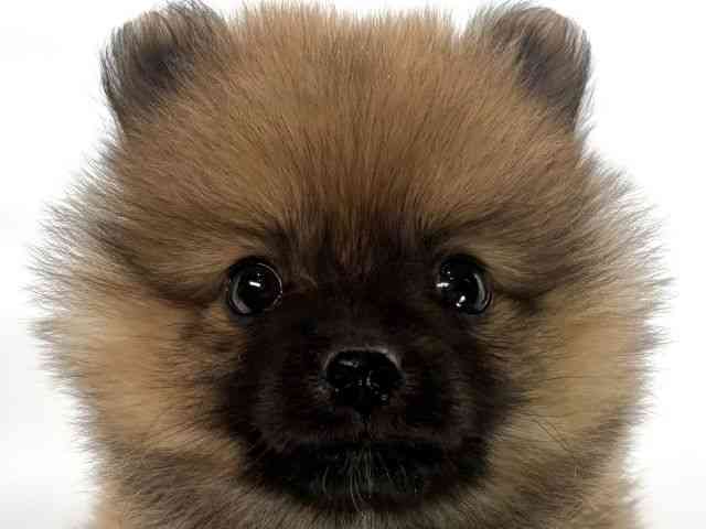 大阪府のポメラニアン (ひごペットフレンドリーイオンそよら海老江店/2025年9月26日生まれ/女の子/オレンジ)の子犬