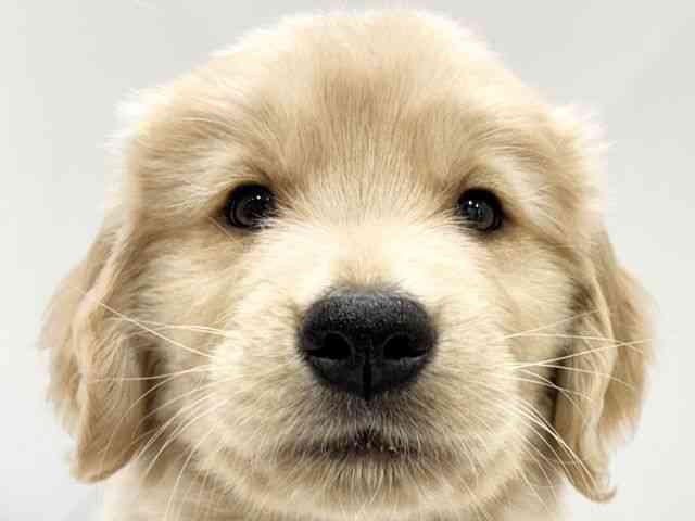 大阪府のゴールデンレトリバー (ひごペットフレンドリーイオンタウン豊中庄内店/2025年9月26日生まれ/男の子/ゴールデン)の子犬