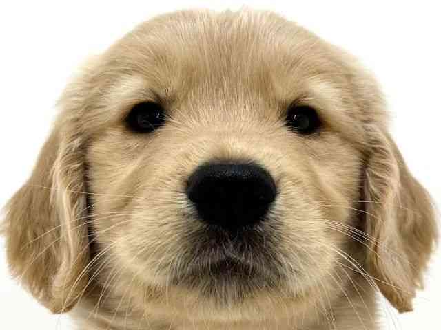 大阪府のゴールデンレトリバー (ひごペットフレンドリーくずはモール店/2025年9月26日生まれ/男の子/ゴールデン)の子犬