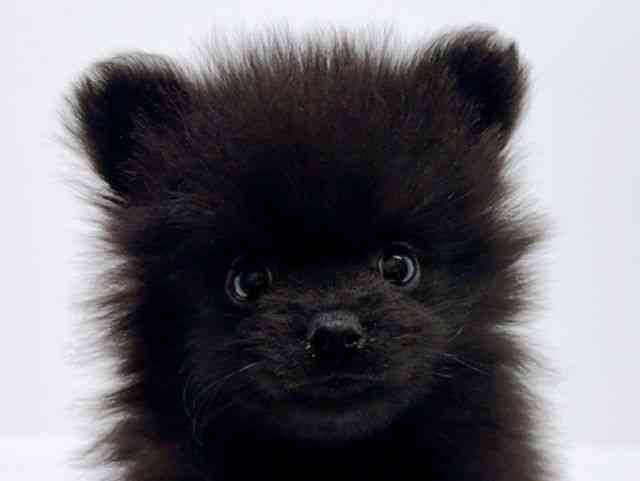 広島県のポメラニアン (ひごペットフレンドリーフジグラン神辺店/2025年9月26日生まれ/男の子/ブラック)の子犬の1枚目の画像