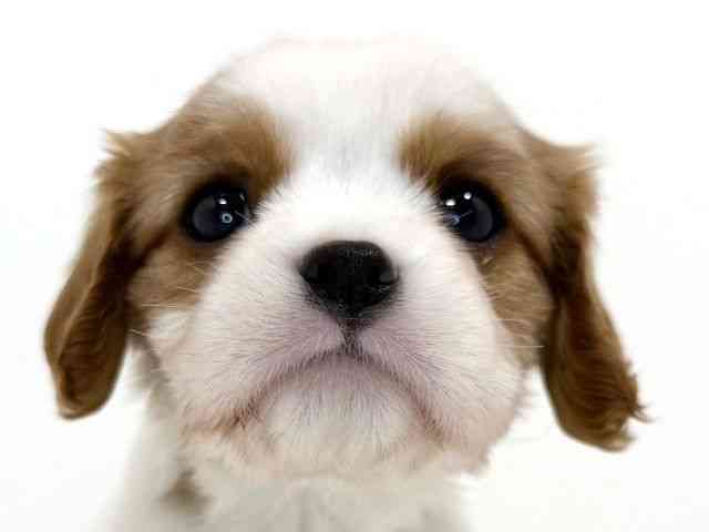 兵庫県のキャバリアキングチャールズスパニエル (ひごペットフレンドリーイトーヨーカドー明石店/2025年9月27日生まれ/女の子/ブレンハイム)の子犬