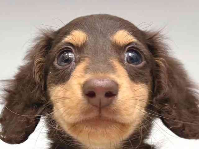 大阪府のミニチュアダックスフンド(ロング) (ひごペットフレンドリー岸和田店/2025年9月28日生まれ/男の子/チョコレートタン)の子犬の1枚目の画像