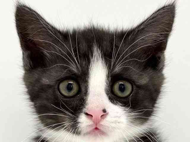 大阪府のミヌエット (ひごペットフレンドリーくずはモール店/2025年9月27日生まれ/男の子/シルバータビーホワイト)の子猫の1枚目の画像