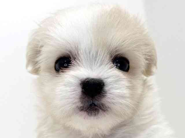 兵庫県のペキマル/マルペキ(ペキニーズ×マルチーズ) (ひごペットフレンドリーイトーヨーカドー明石店/2025年9月28日生まれ/男の子/ホワイト)の子犬の1枚目の画像