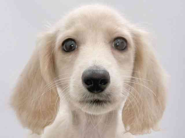 大阪府のミニチュアダックスフンド(ロング) (ひごペットフレンドリーイズミヤショッピングセンター千里丘店/2025年9月25日生まれ/男の子/イエロー)の子犬の1枚目の画像