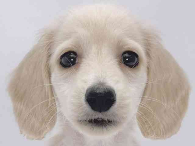 大阪府のミニチュアダックスフンド(ロング) (ひごペットフレンドリーイズミヤショッピングセンター千里丘店/2025年9月25日生まれ/男の子/イエロー)の子犬