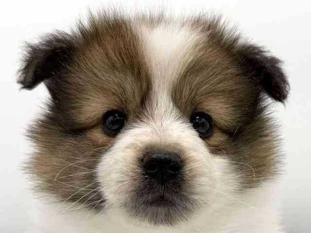 大阪府のハーフ犬・ミックス犬 (ひごペットフレンドリーららぽーとEXPOCITY店/2025年9月24日生まれ/女の子/セーブルホワイト)の子犬の1枚目の画像