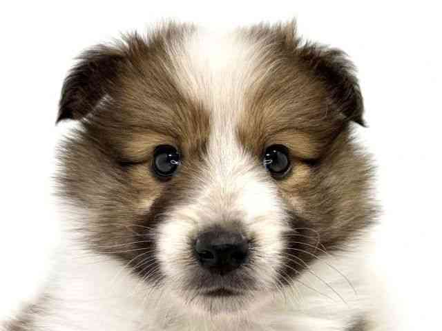 兵庫県のハーフ犬・ミックス犬 (ひごペットフレンドリーイトーヨーカドー明石店/2025年9月24日生まれ/男の子/セーブルホワイト)の子犬の1枚目の画像