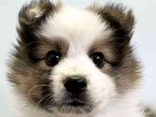 愛媛県のハーフ犬・ミックス犬 (ひごペットフレンドリーエミフルMASAKI店/2025年9月24日生まれ/女の子/セーブルホワイト)の子犬の1枚目の画像