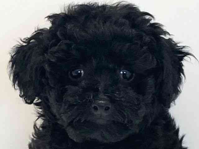 兵庫県のトイプードル(トイ) (ひごペットフレンドリーイトーヨーカドー明石店/2025年9月26日生まれ/女の子/ブラック)の子犬の1枚目の画像