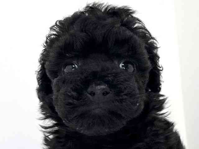 兵庫県のトイプードル(トイ) (ひごペットフレンドリーイトーヨーカドー明石店/2025年9月26日生まれ/女の子/ブラック)の子犬の1枚目の画像