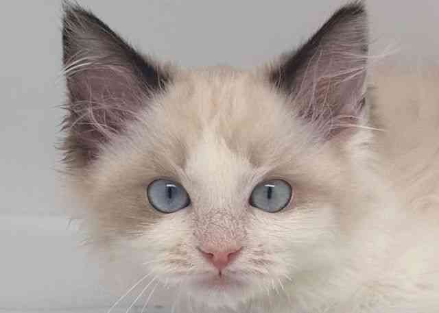 鳥取県のラグドール (ひごペットフレンドリーイオンモール鳥取北店/2025年9月27日生まれ/女の子/シールポイントバイカラー)の子猫の1枚目の画像