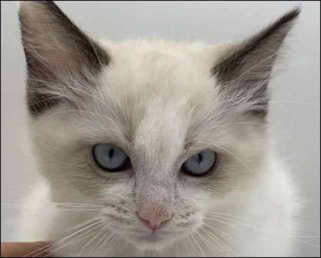 徳島県のラグドール (ひごペットフレンドリーゆめタウン徳島店/2025年9月27日生まれ/女の子/シールポイントバイカラー)の子猫