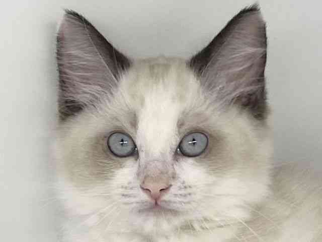 徳島県のラグドール (ひごペットフレンドリーゆめタウン徳島店/2025年9月27日生まれ/女の子/シールポイントバイカラー)の子猫の1枚目の画像