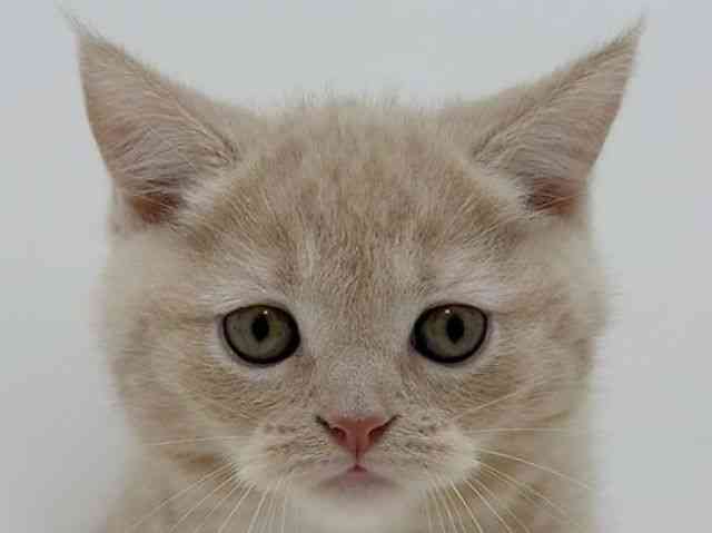 広島県のマンチカン (ひごペットフレンドリーフジグラン神辺店/2025年9月27日生まれ/男の子/クリームタビー)の子猫の1枚目の画像