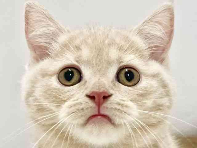 高知県のマンチカン (ひごペットフレンドリーイオンモール高知店/2025年9月27日生まれ/男の子/クリームタビー)の子猫の1枚目の画像