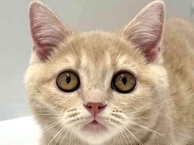 大阪府のマンチカン (ひごペットフレンドリーセブンパーク天美店/2025年9月27日生まれ/男の子/クリームタビー)の子猫の1枚目の画像