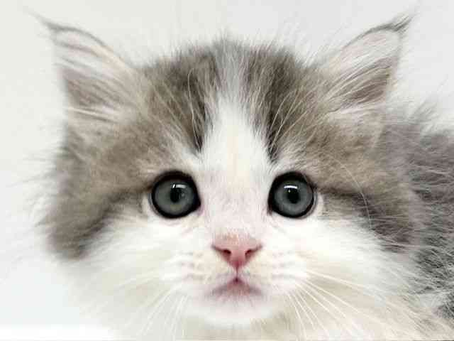 兵庫県のサイベリアン (ひごペットフレンドリーブルメールHAT神戸店/2025年9月26日生まれ/女の子/ブルークラシックタビーホワイト)の子猫